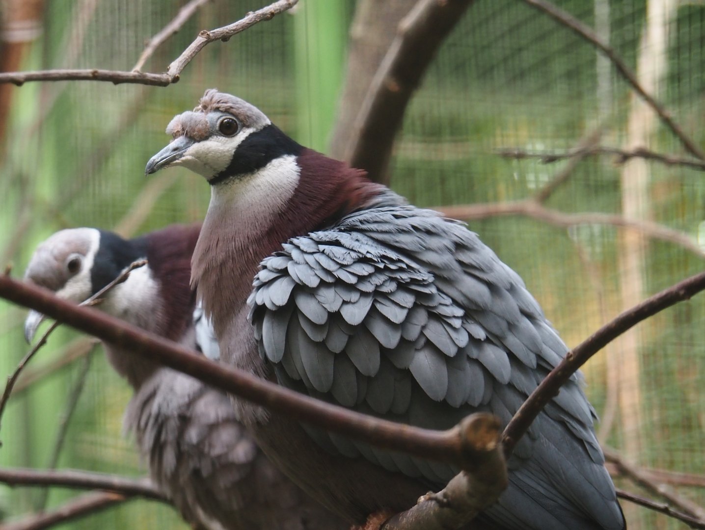 Collared imperial pigeon (Ducula mullerii), 2024-05-23