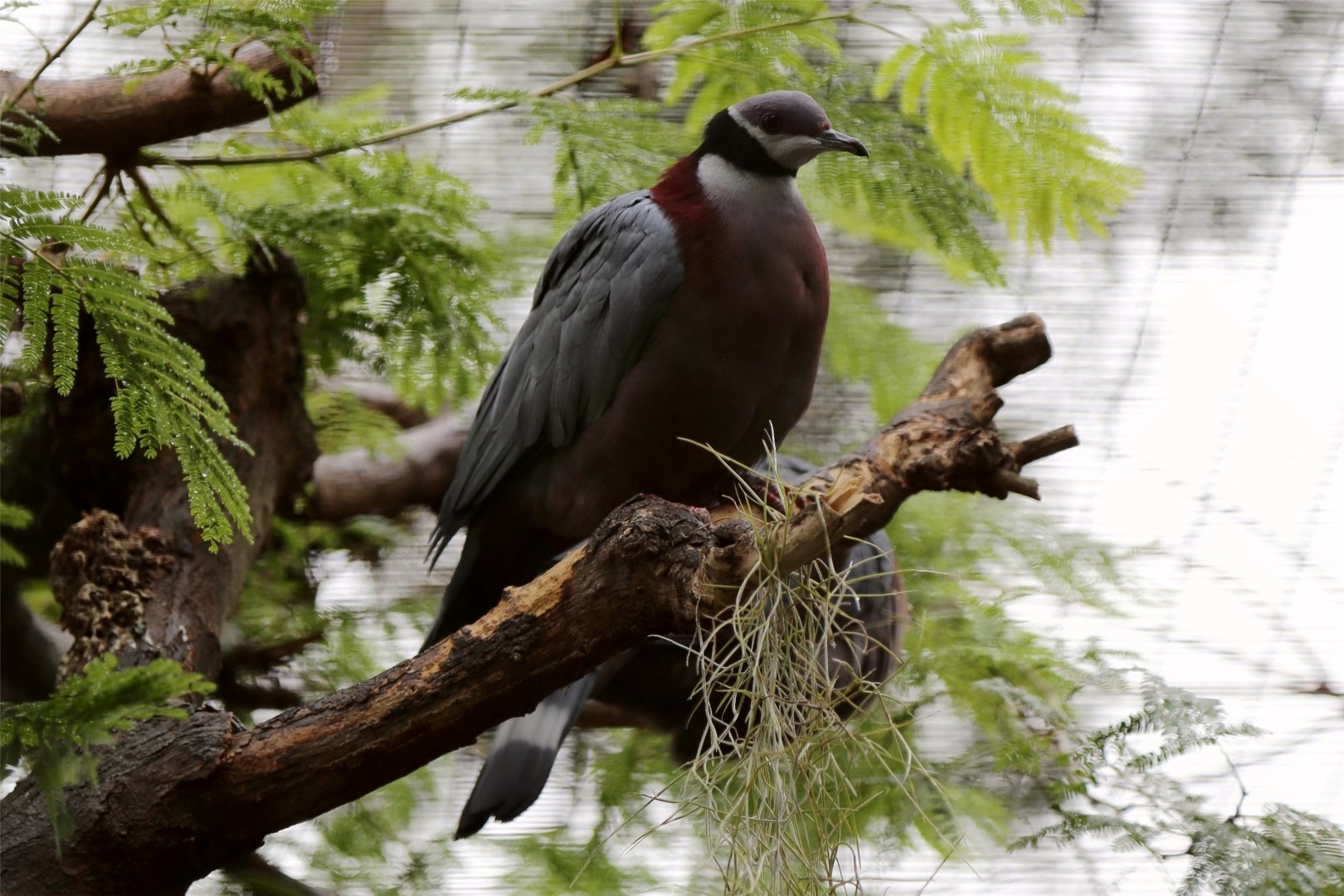 Collared Imperial-Pigeon (Ducula mullerii), December 2015