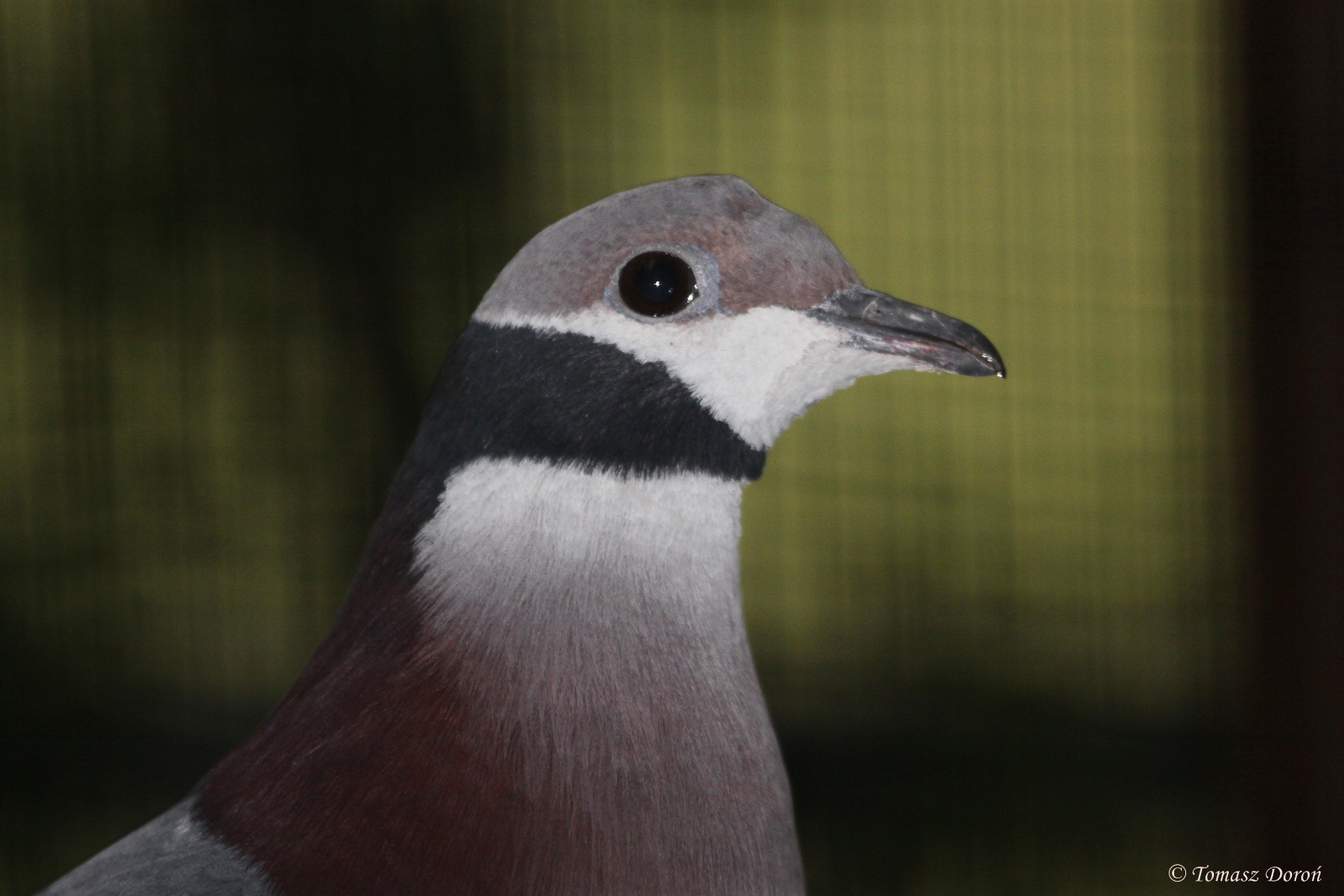 Collared Imperial-pigeon (Ducula mullerii)
