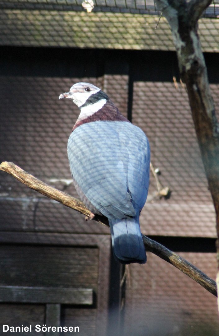 Collared imperial pigeon (Ducula mullerii)