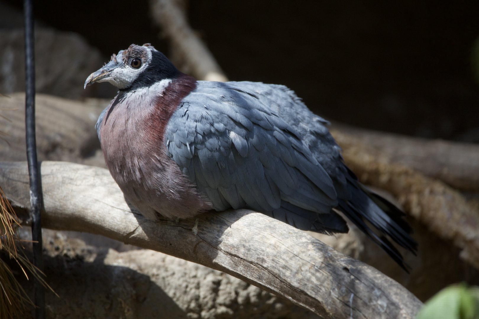Collared imperial pigeon/ Ducula mullerii