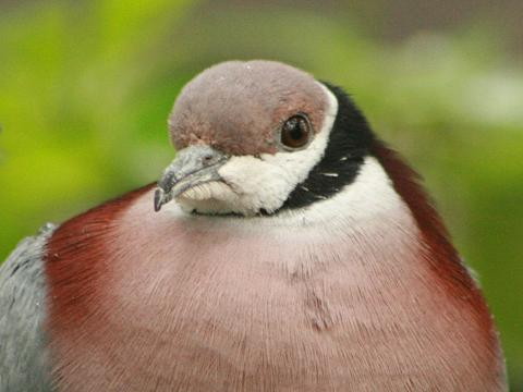 Collared Imperial-pigeon