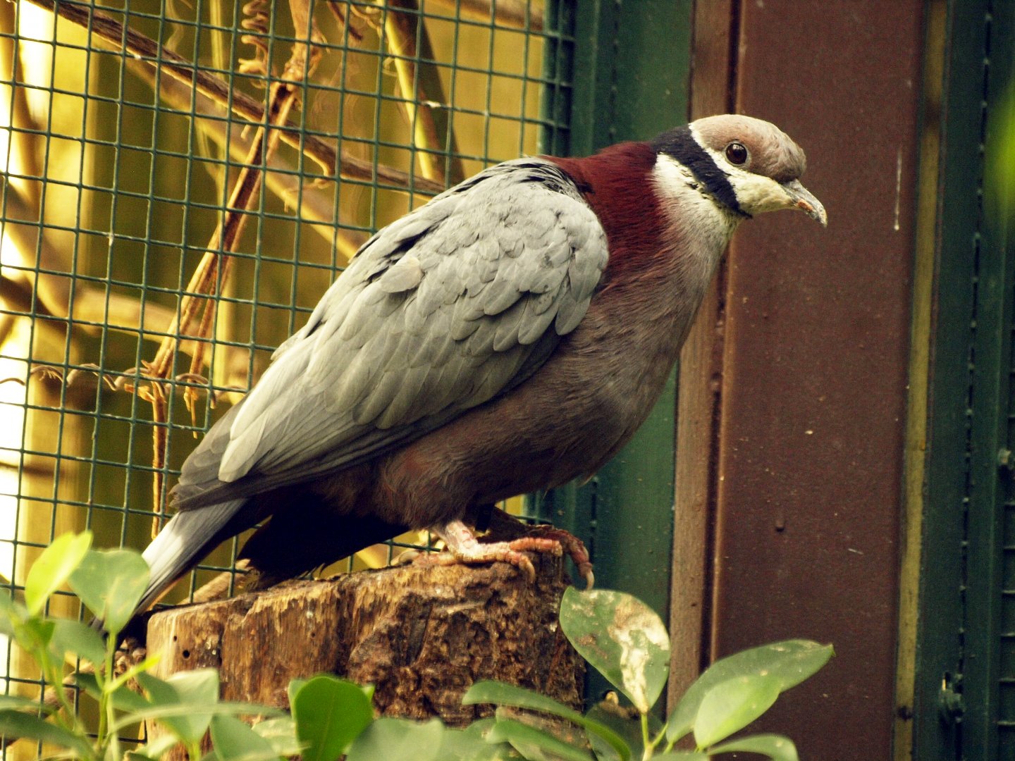 Collared imperial pigeon