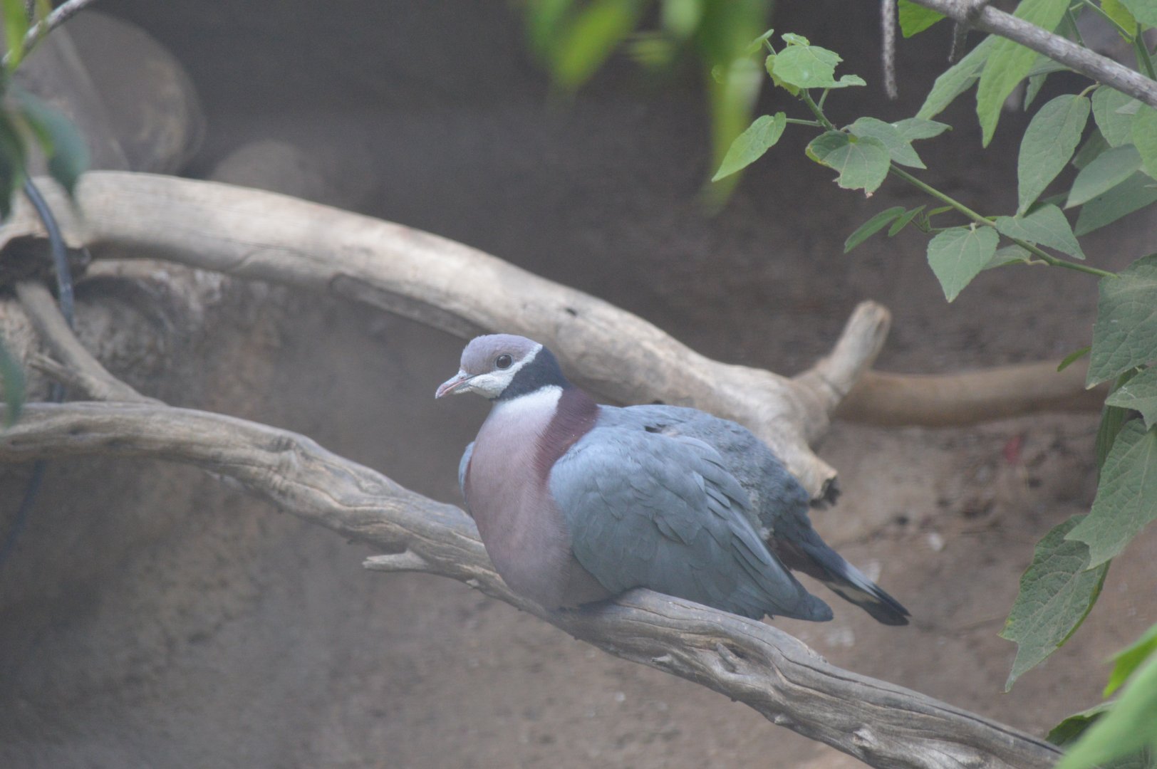 Collared Imperial Pigeon