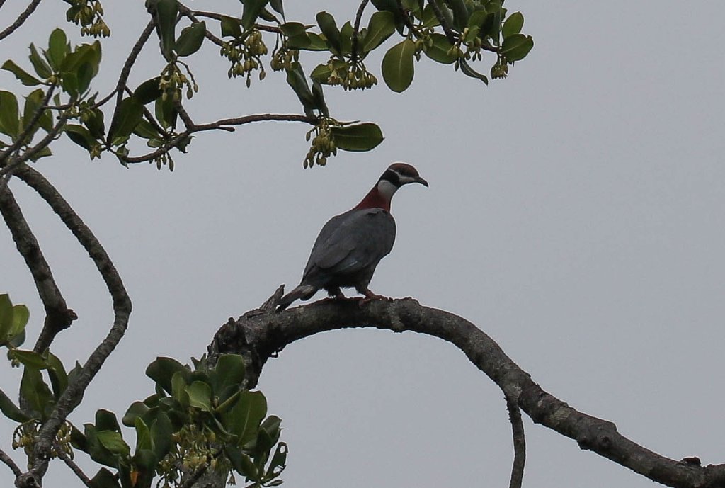 Collared Imperial Pigeon