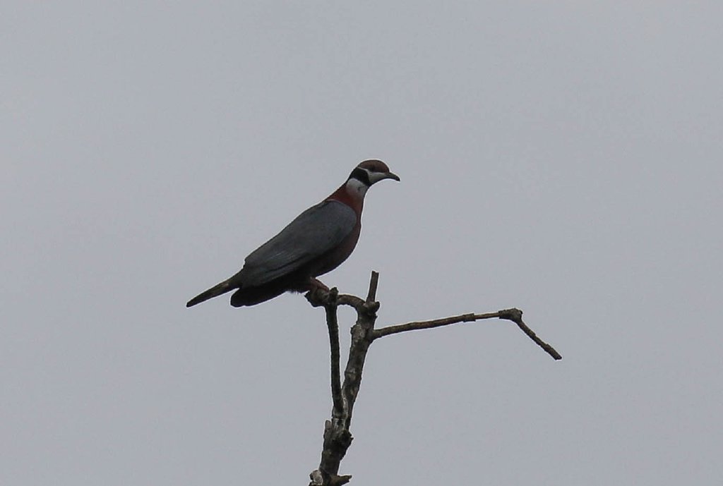 Collared Imperial Pigeon