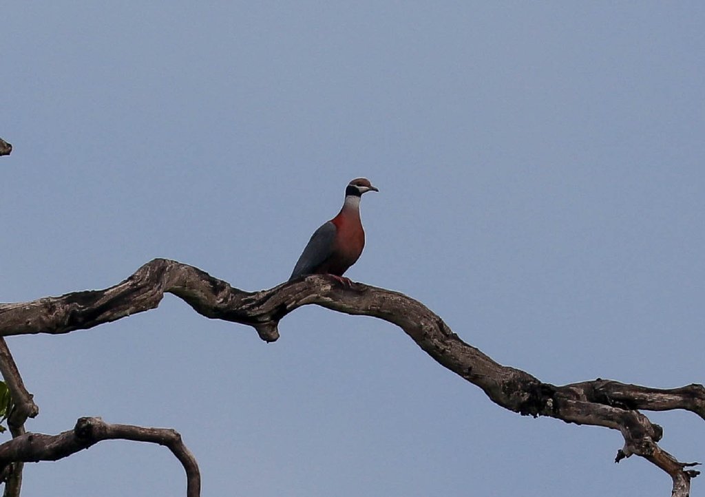 Collared Imperial Pigeon