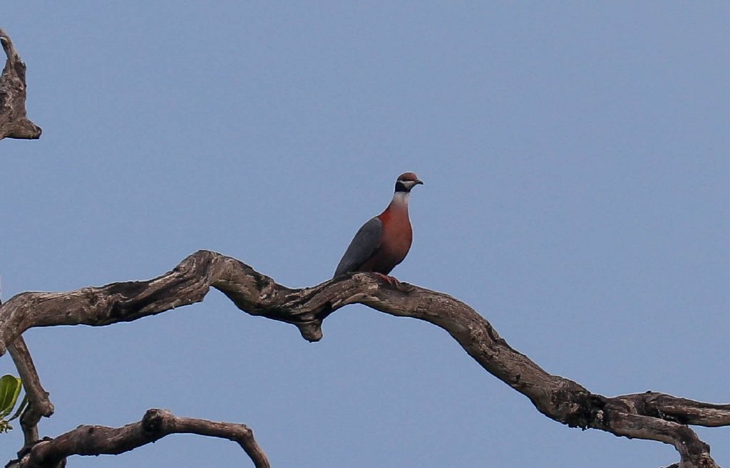 Collared Imperial Pigeon