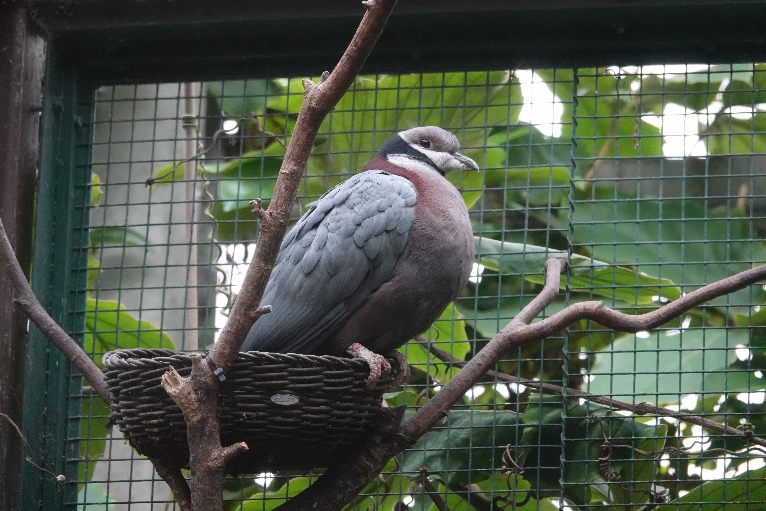 Collared Imperial-Pigeon