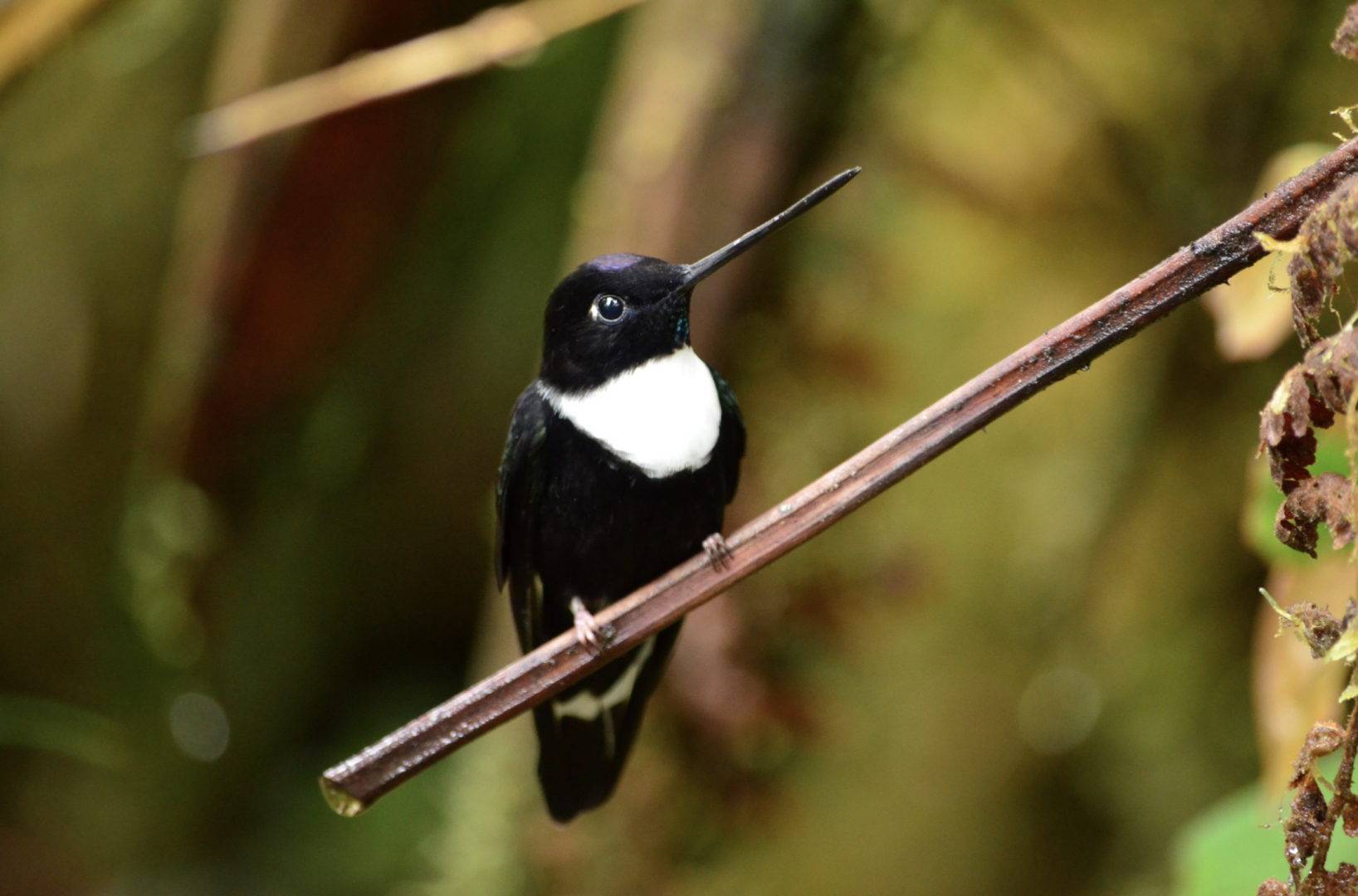 Collared inca (Coeligena torquata)