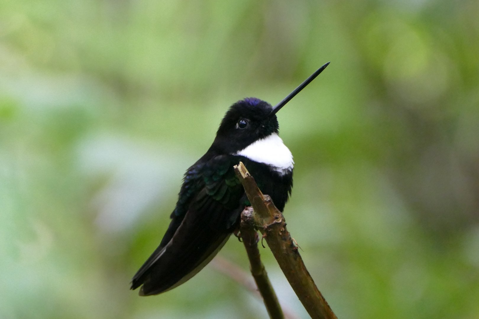 Collared Inca