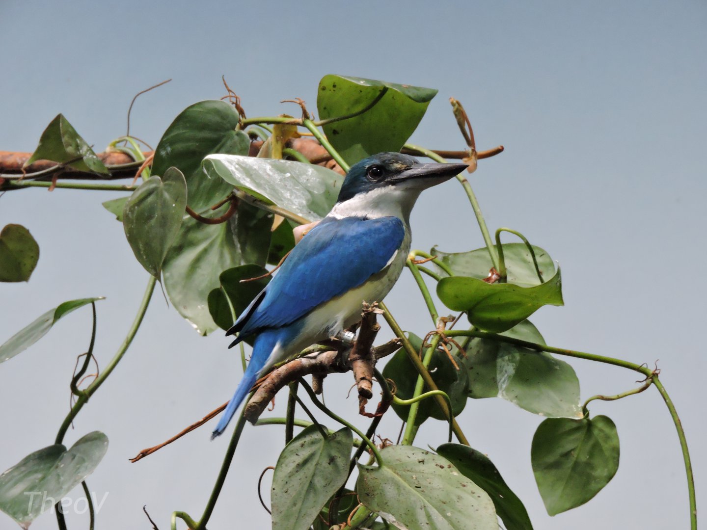 Collared kingfisher [2015]