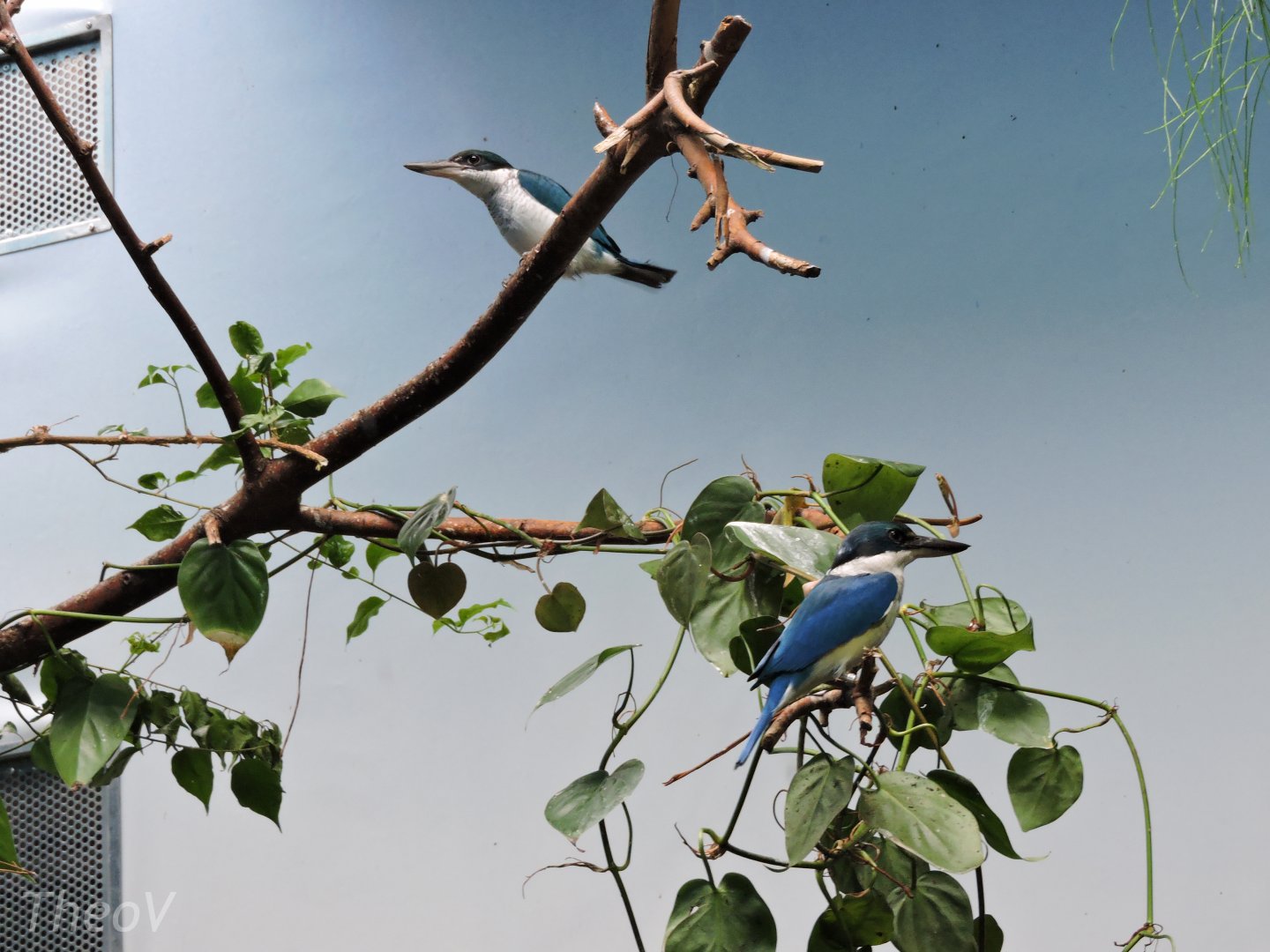 Collared kingfisher [2015]