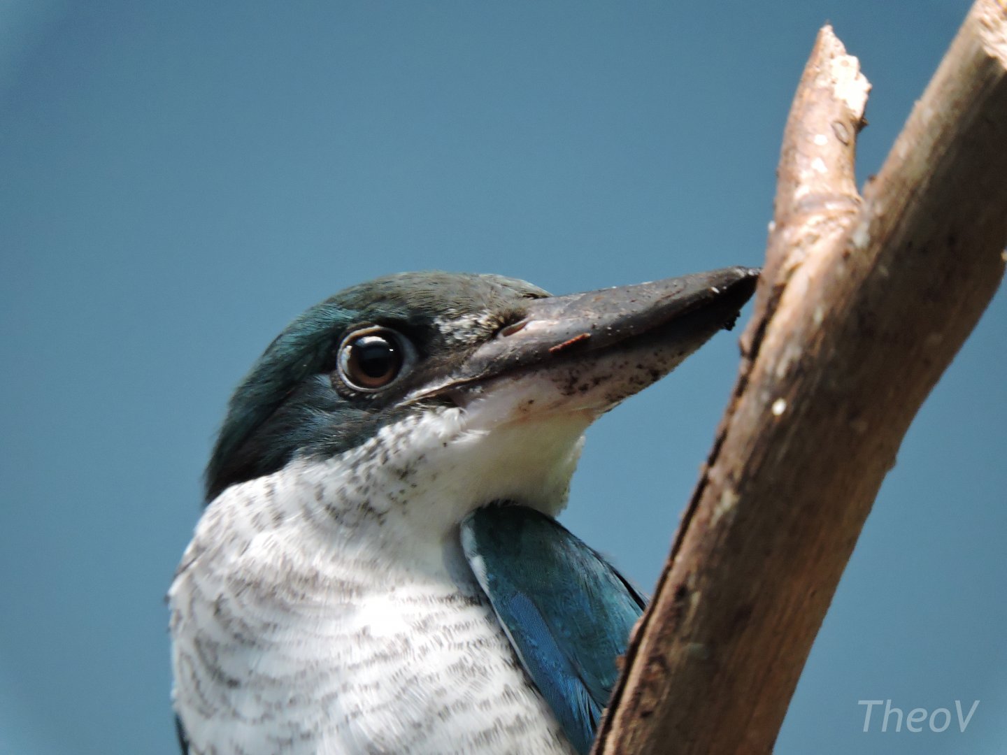 Collared kingfisher [2015]
