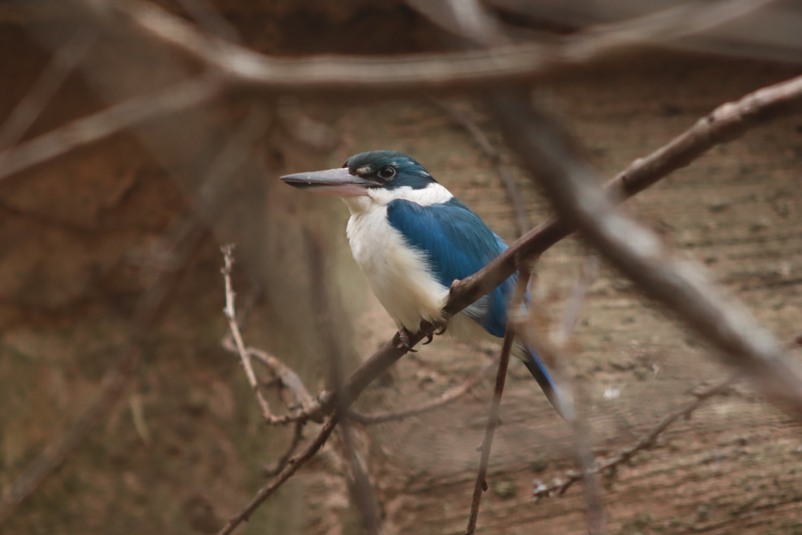 Collared Kingfisher - 7 July 2024