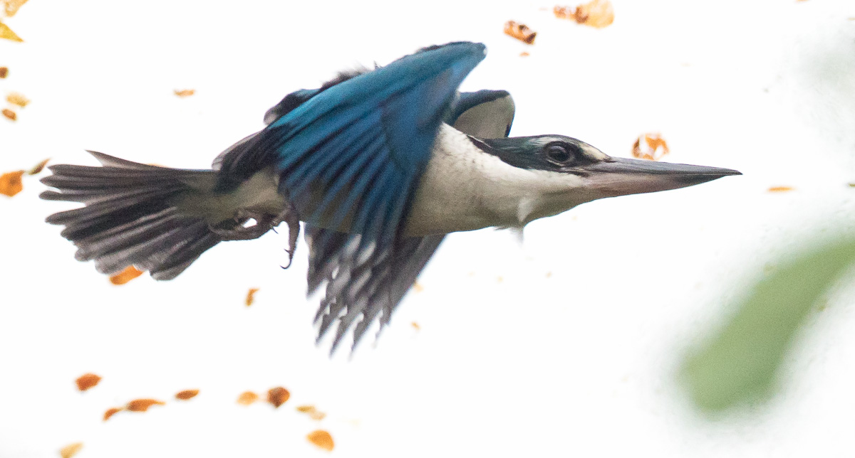 Collared kingfisher : Cotswold WP : 07 Feb 2016