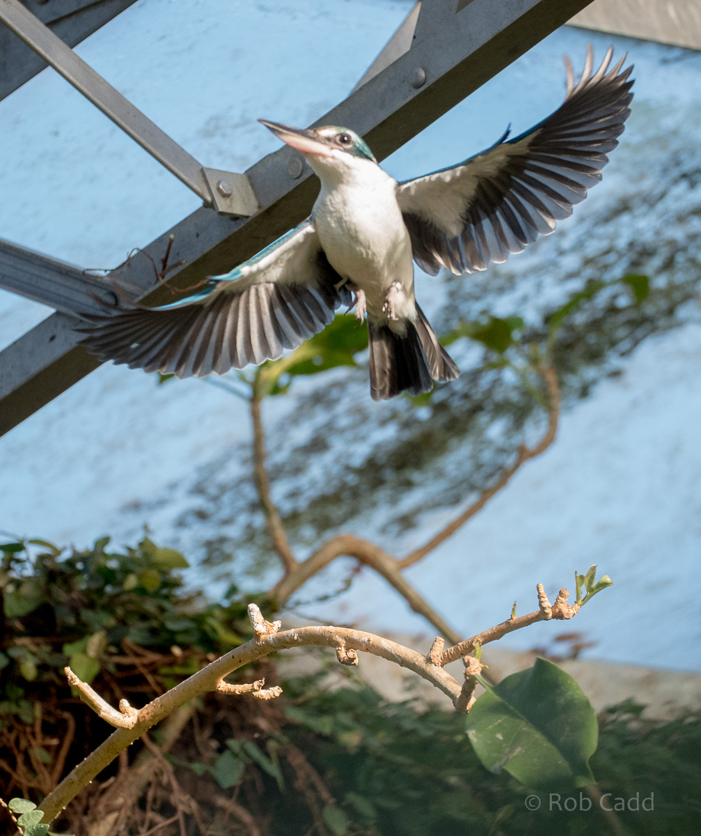 Collared kingfisher : Cotswold WP : 07 Feb 2016