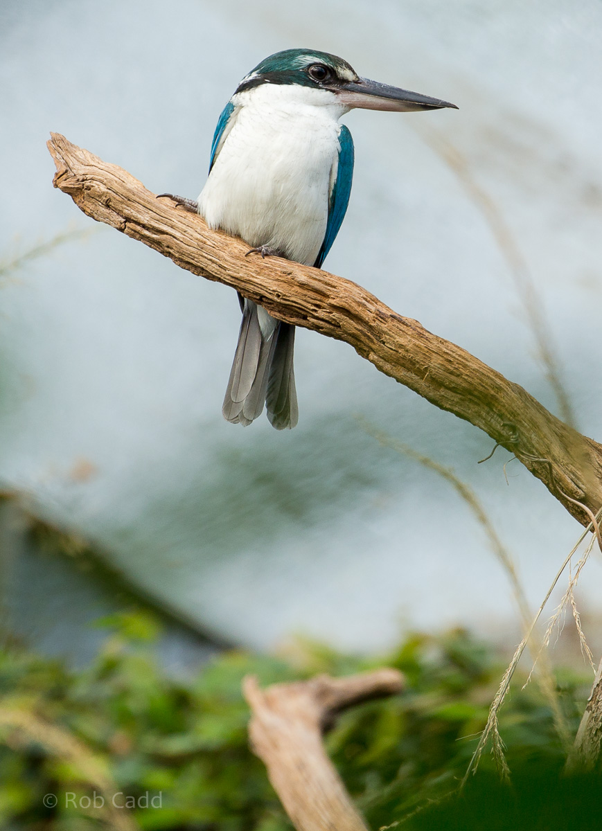 Collared kingfisher : Cotswold WP : 07 Feb 2016