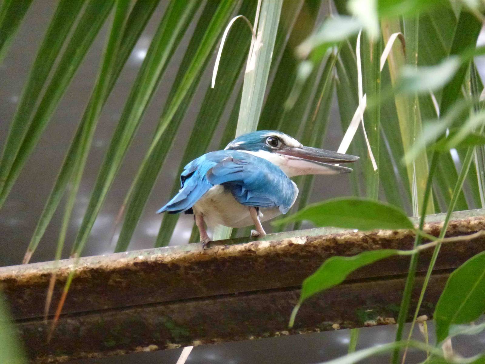 Collared kingfisher, July 2013.