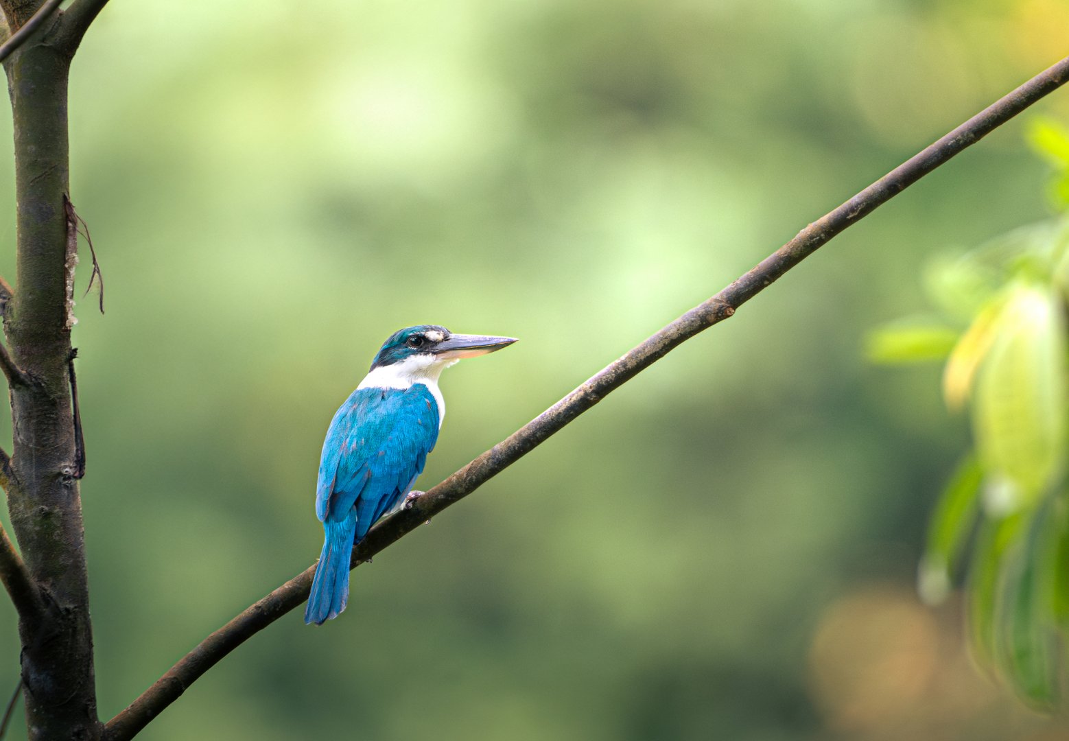 Collared Kingfisher ~ Jurong Lake Gardens