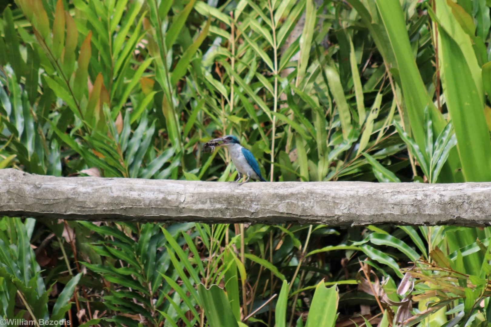 Collared Kingfisher - Labuk Bay