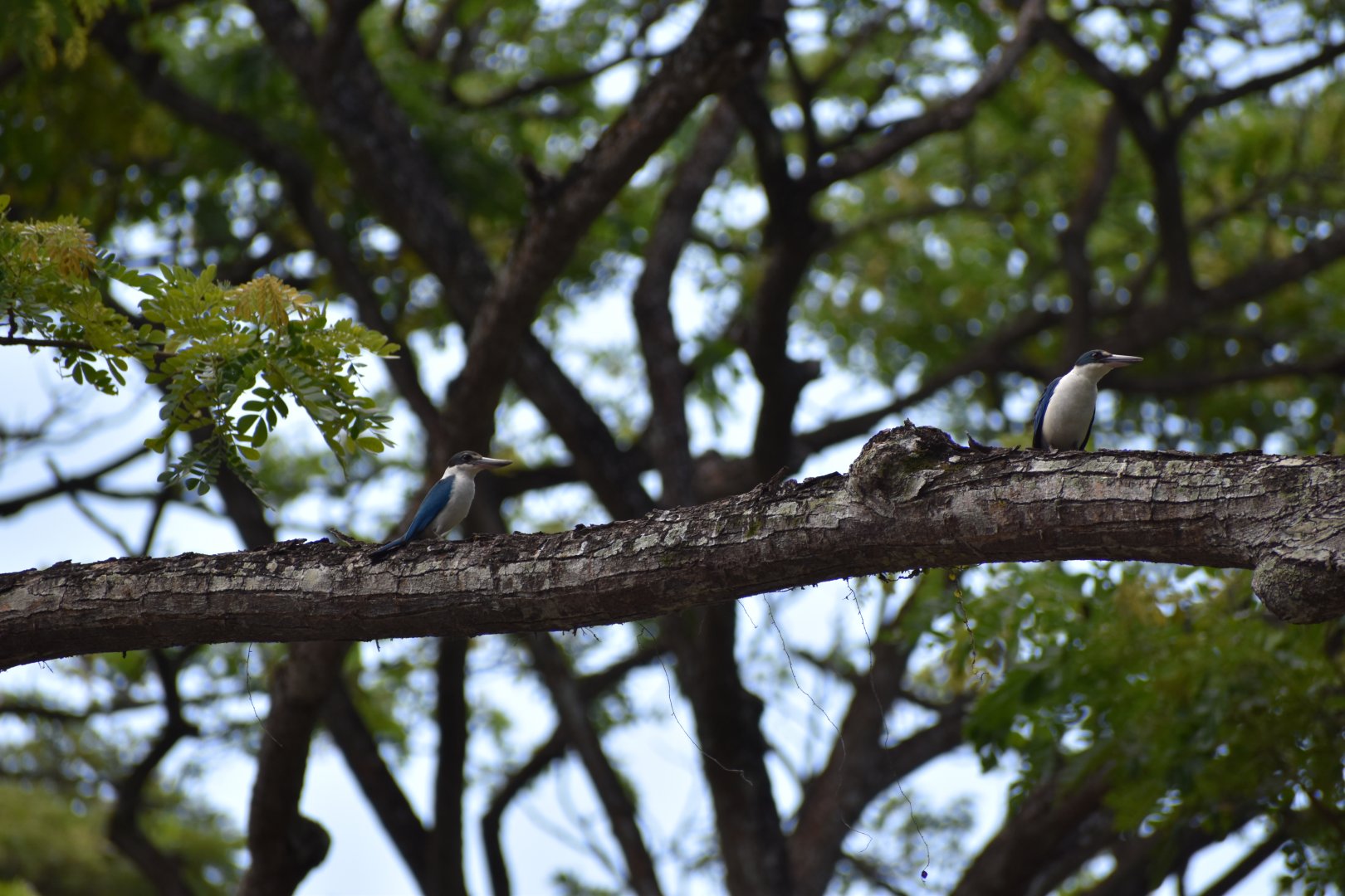 Collared Kingfisher ~ Pasir Ris Park