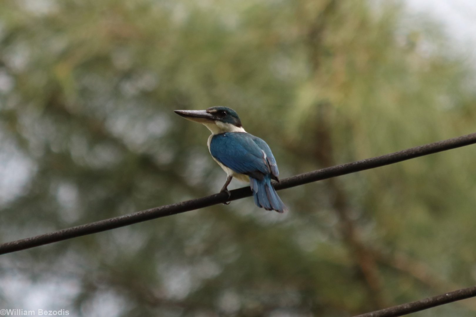 Collared Kingfisher - Tanjung Aru Beach