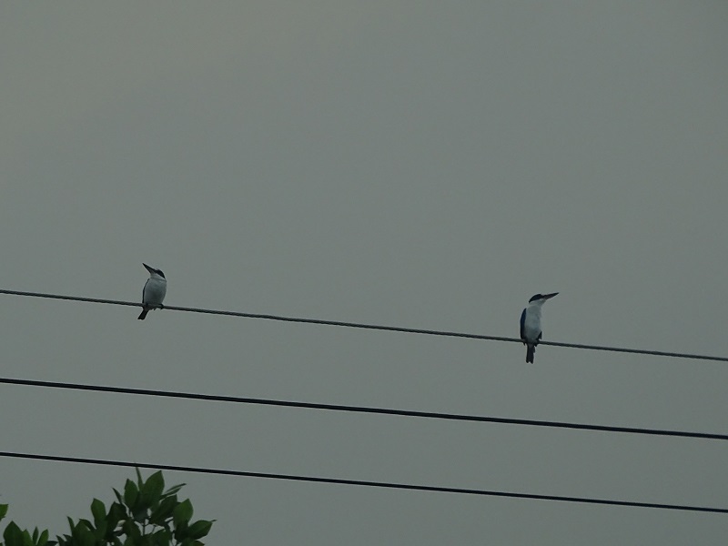 Collared kingfisher (Todiramphus chloris humii)
