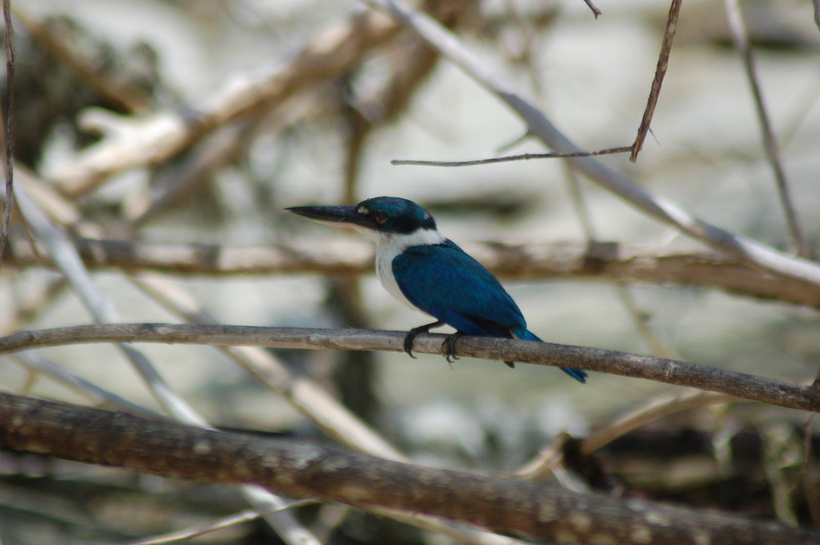 Collared kingfisher (Todiramphus chloris laubmannianus)