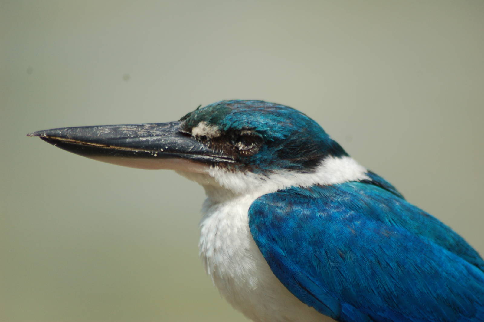 Collared kingfisher (Todiramphus chloris laubmannianus)