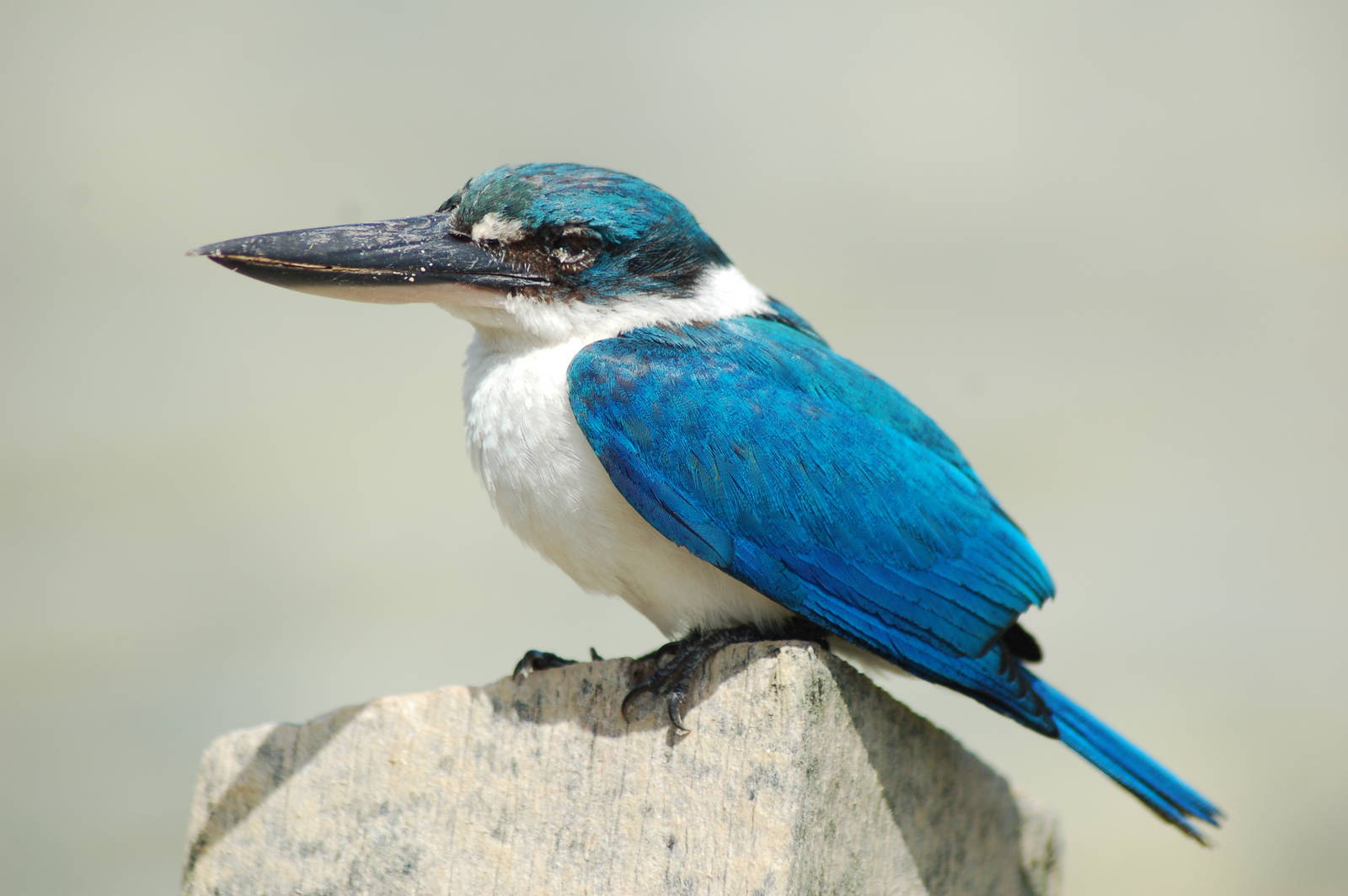 Collared kingfisher (Todiramphus chloris laubmannianus)