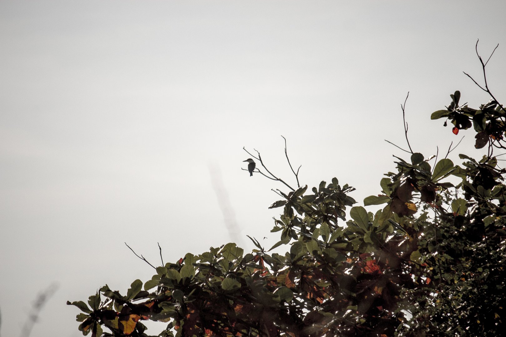 Collared kingfisher, Todiramphus chloris palmeri