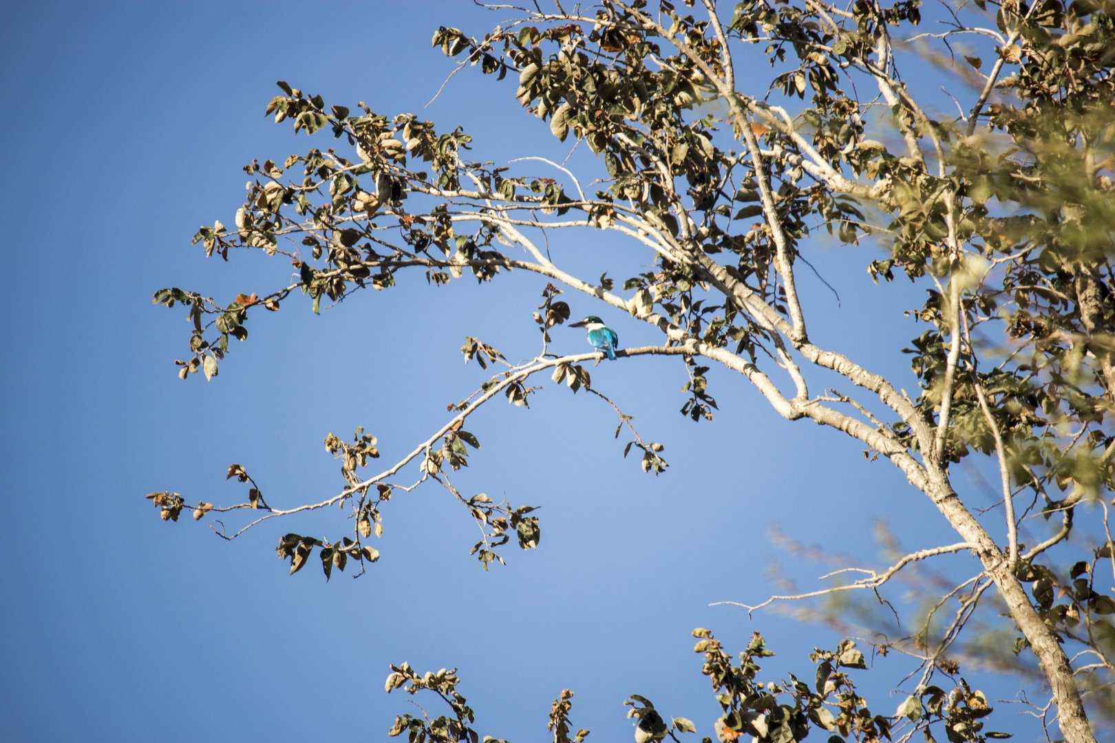 Collared kingfisher, Todiramphus chloris palmeri