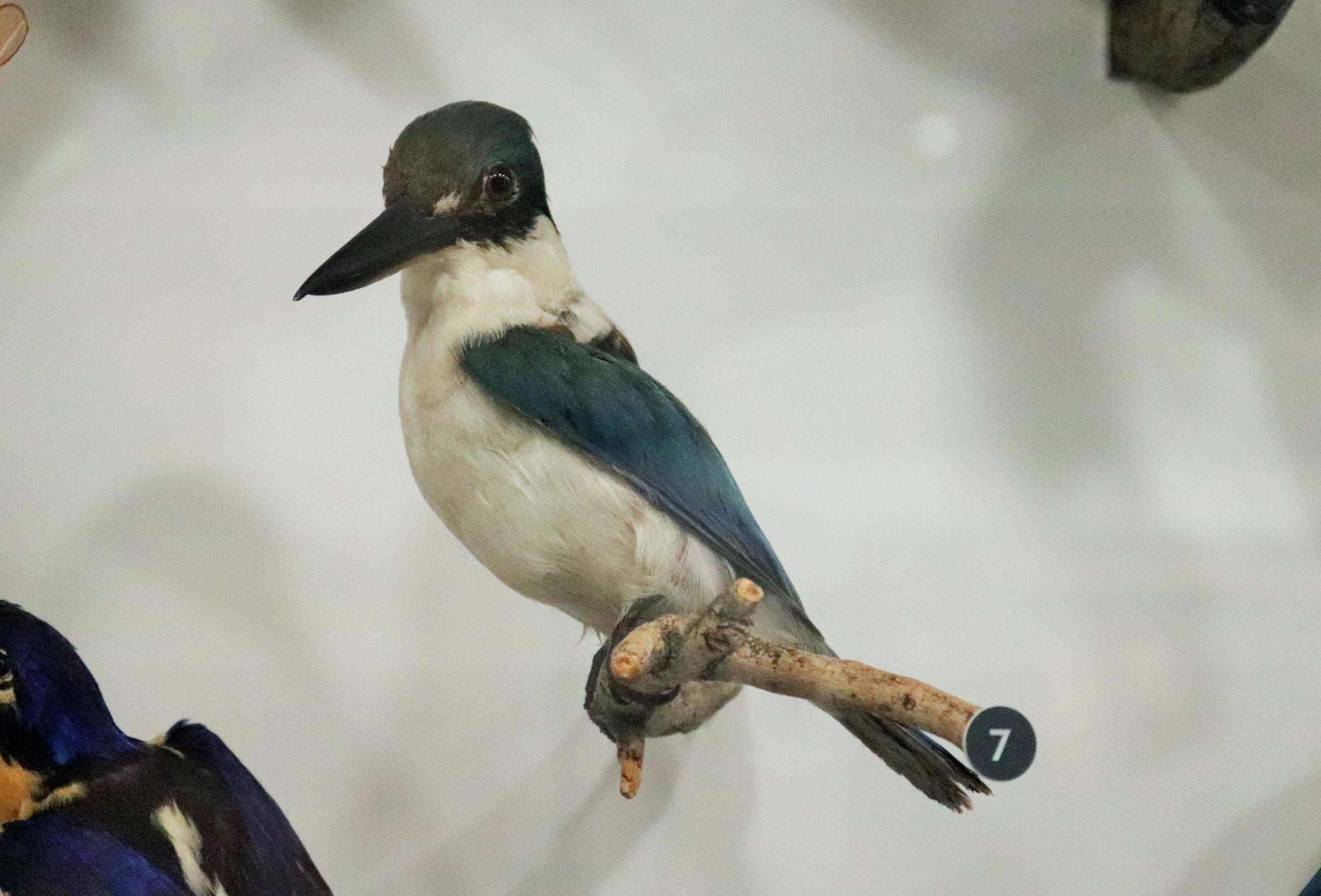 Collared Kingfisher (Todiramphus chloris)