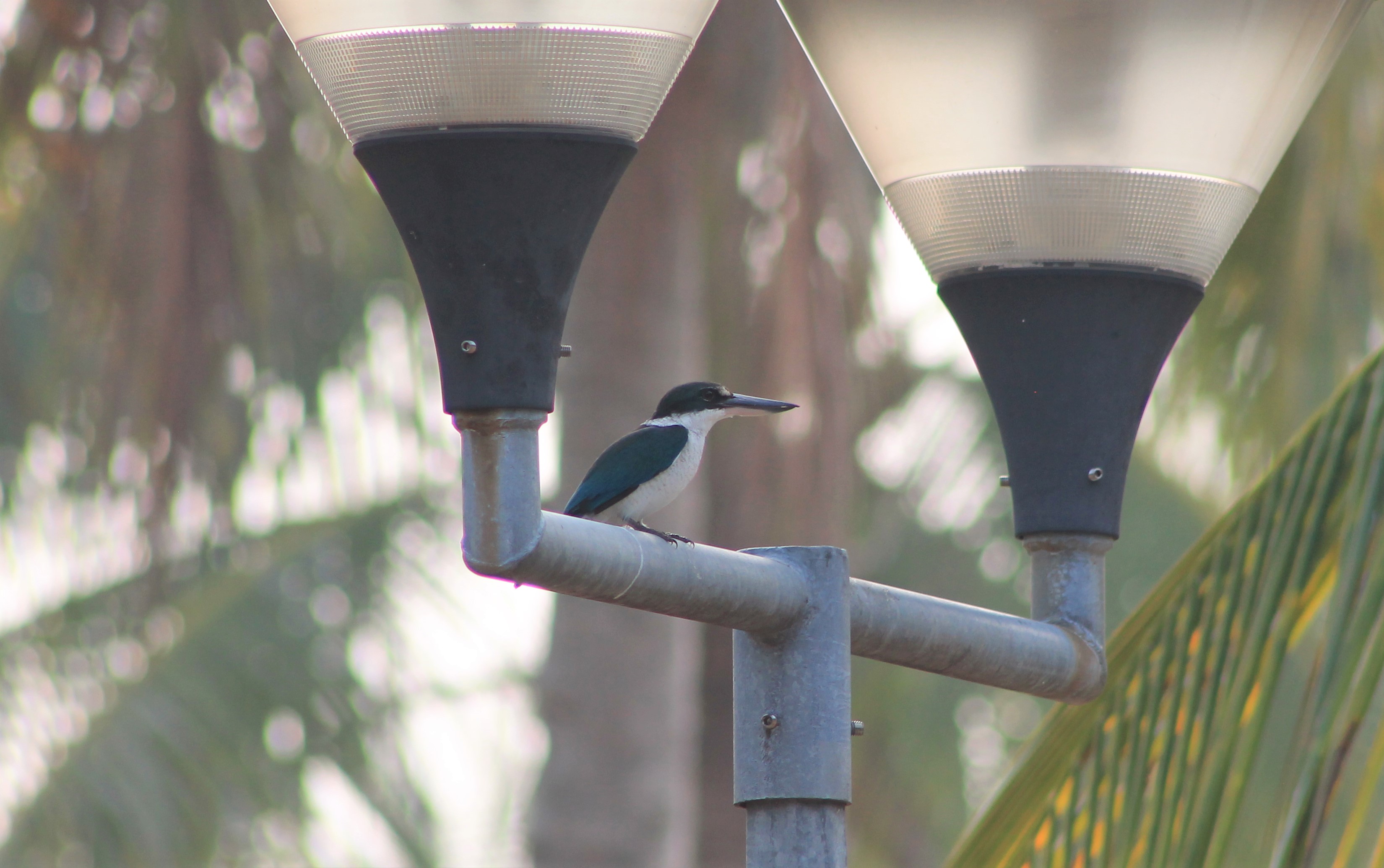 Collared Kingfisher (Todiramphus chloris)