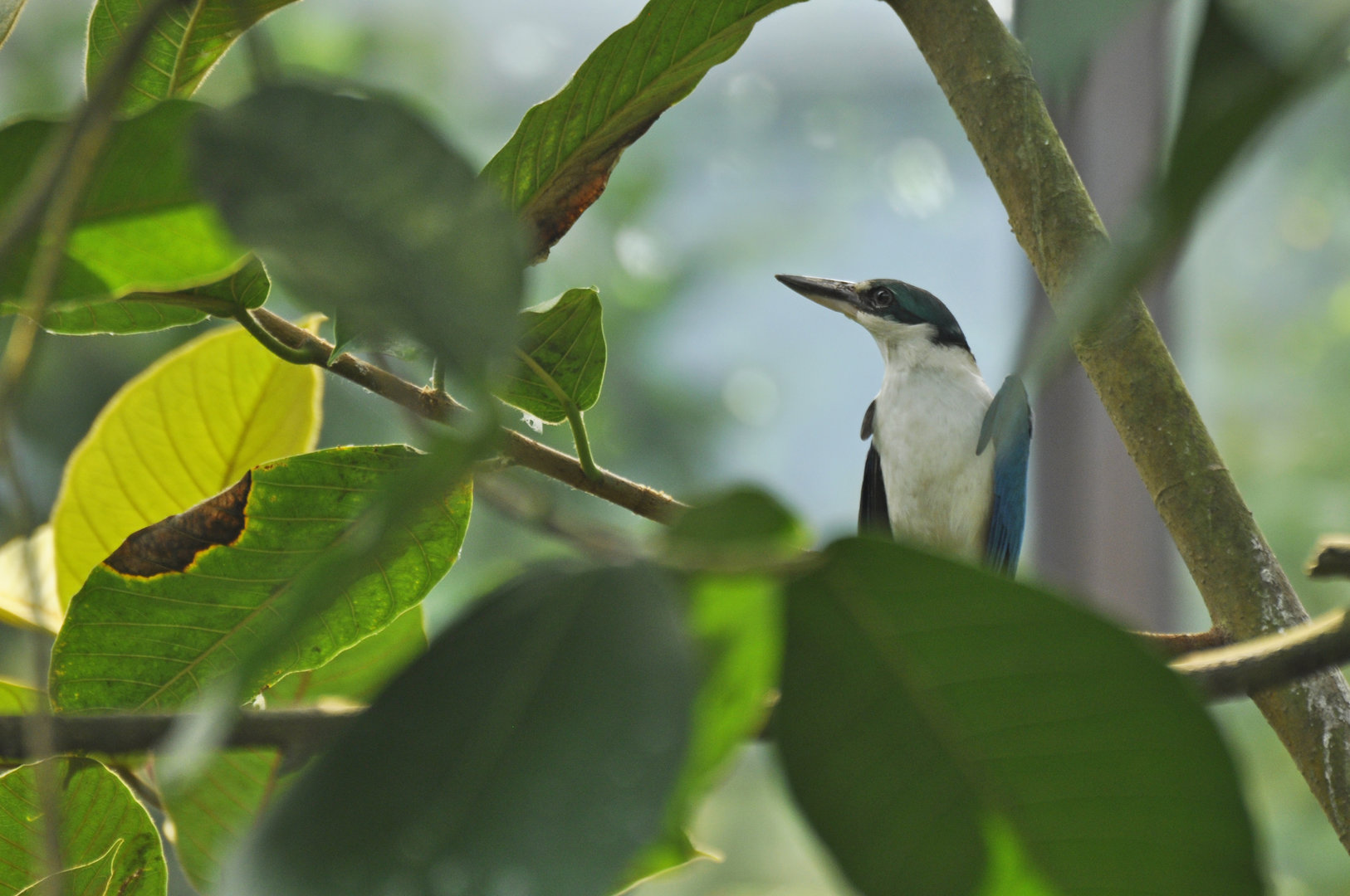 Collared Kingfisher Todiramphus chloris