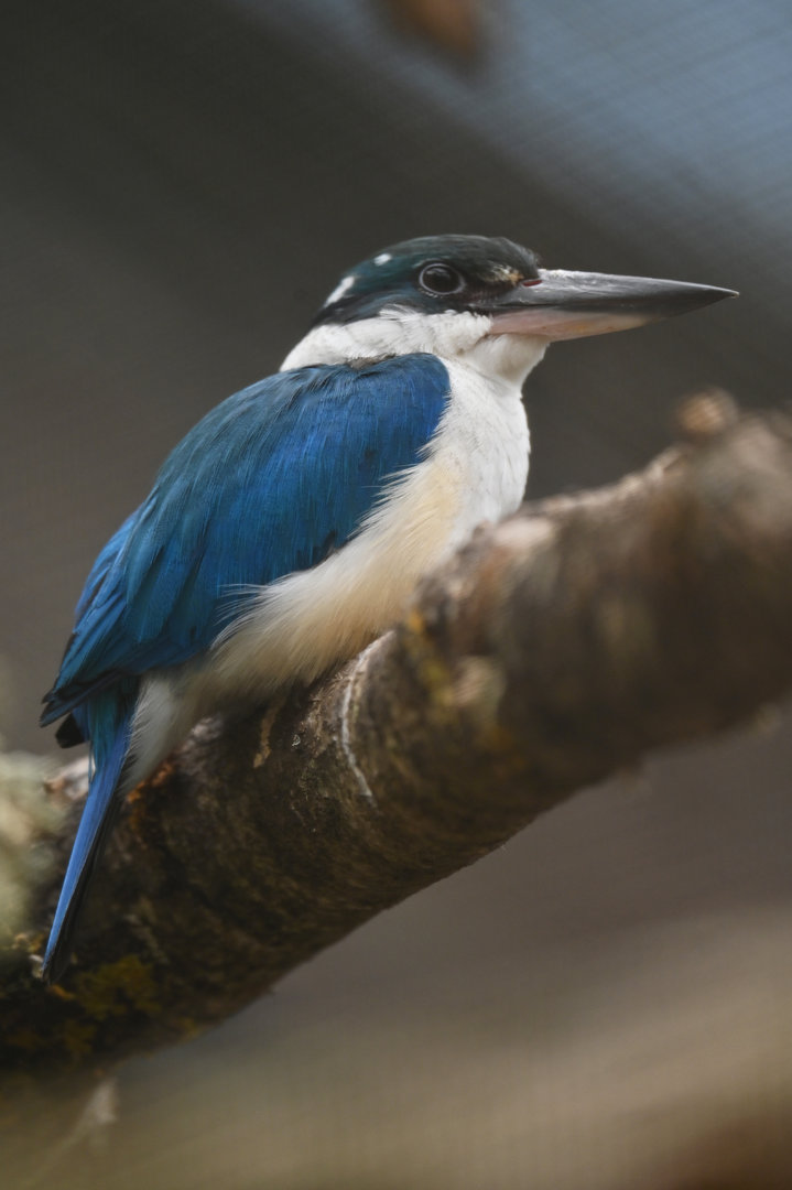 Collared Kingfisher Todiramphus chloris