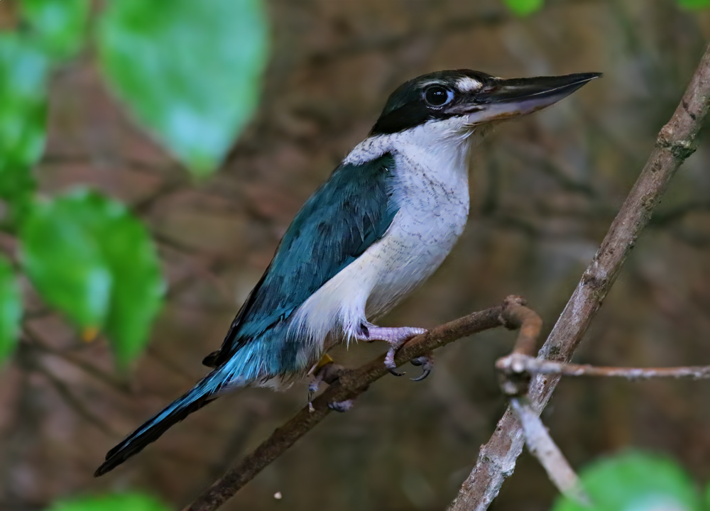 Collared kingfisher (Todiramphus chloris)