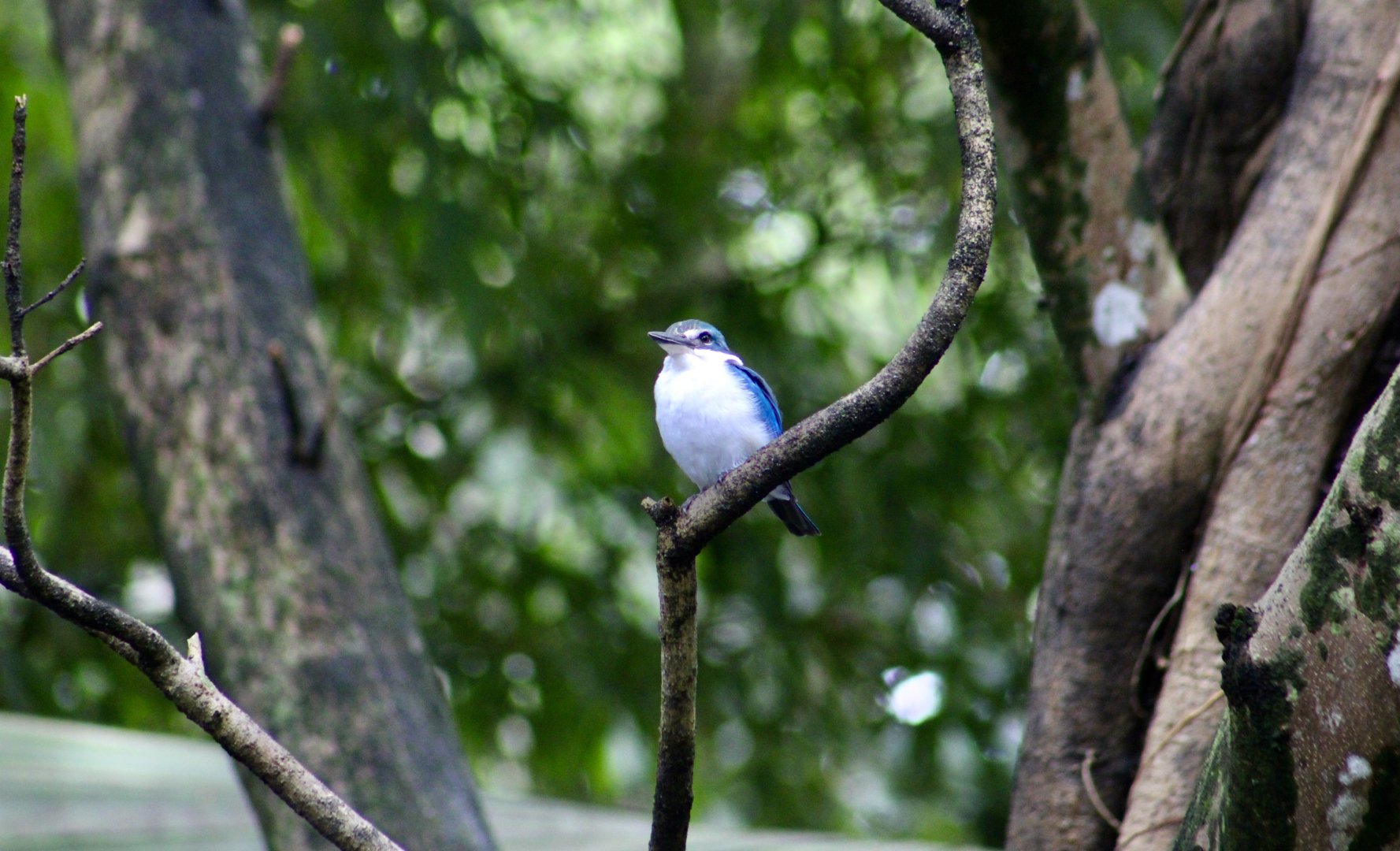 Collared Kingfisher (Todiramphus chloris)