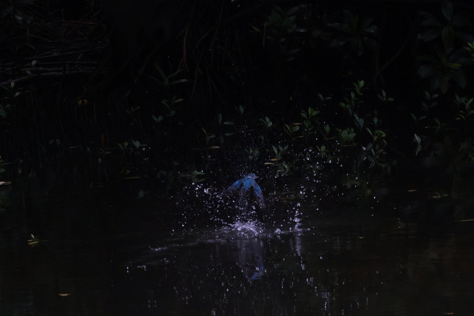 Collared Kingfisher (Todiramphus chloris)