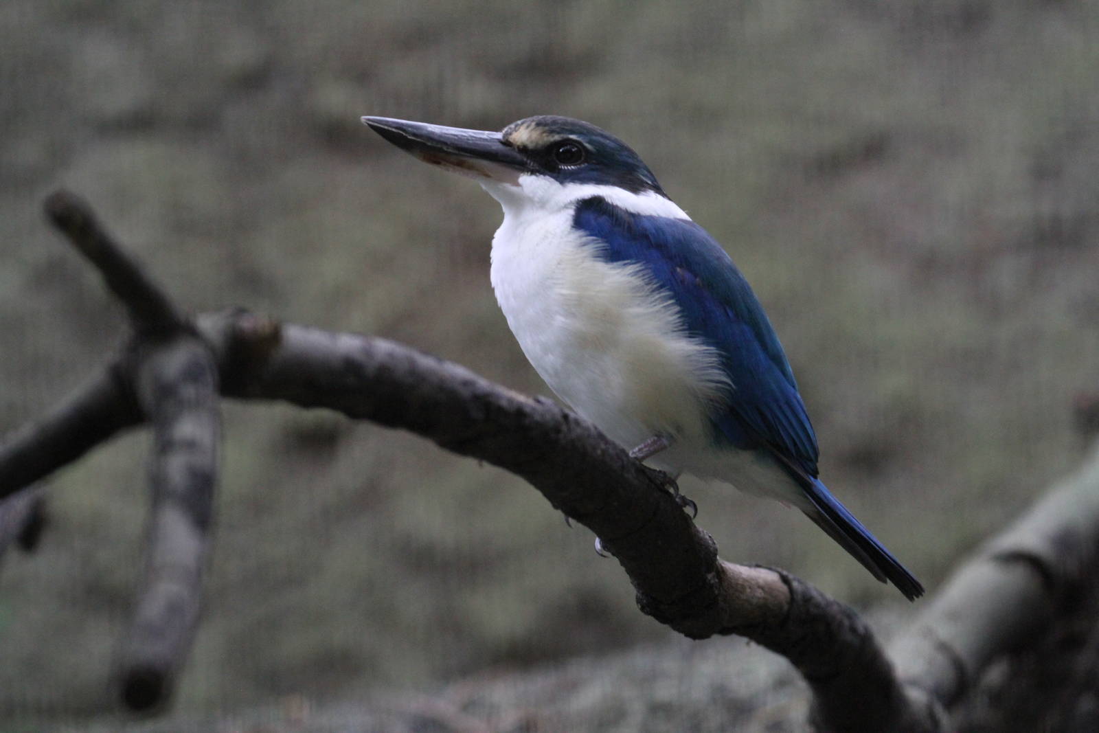 Collared Kingfisher