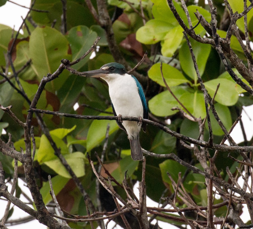 Collared Kingfisher