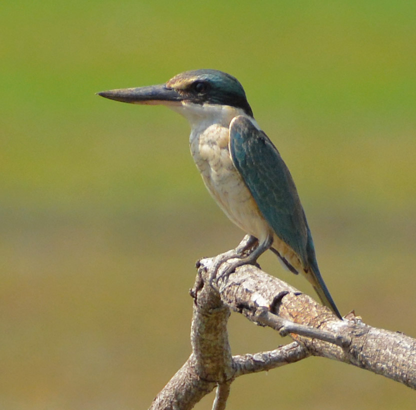 Collared kingfisher