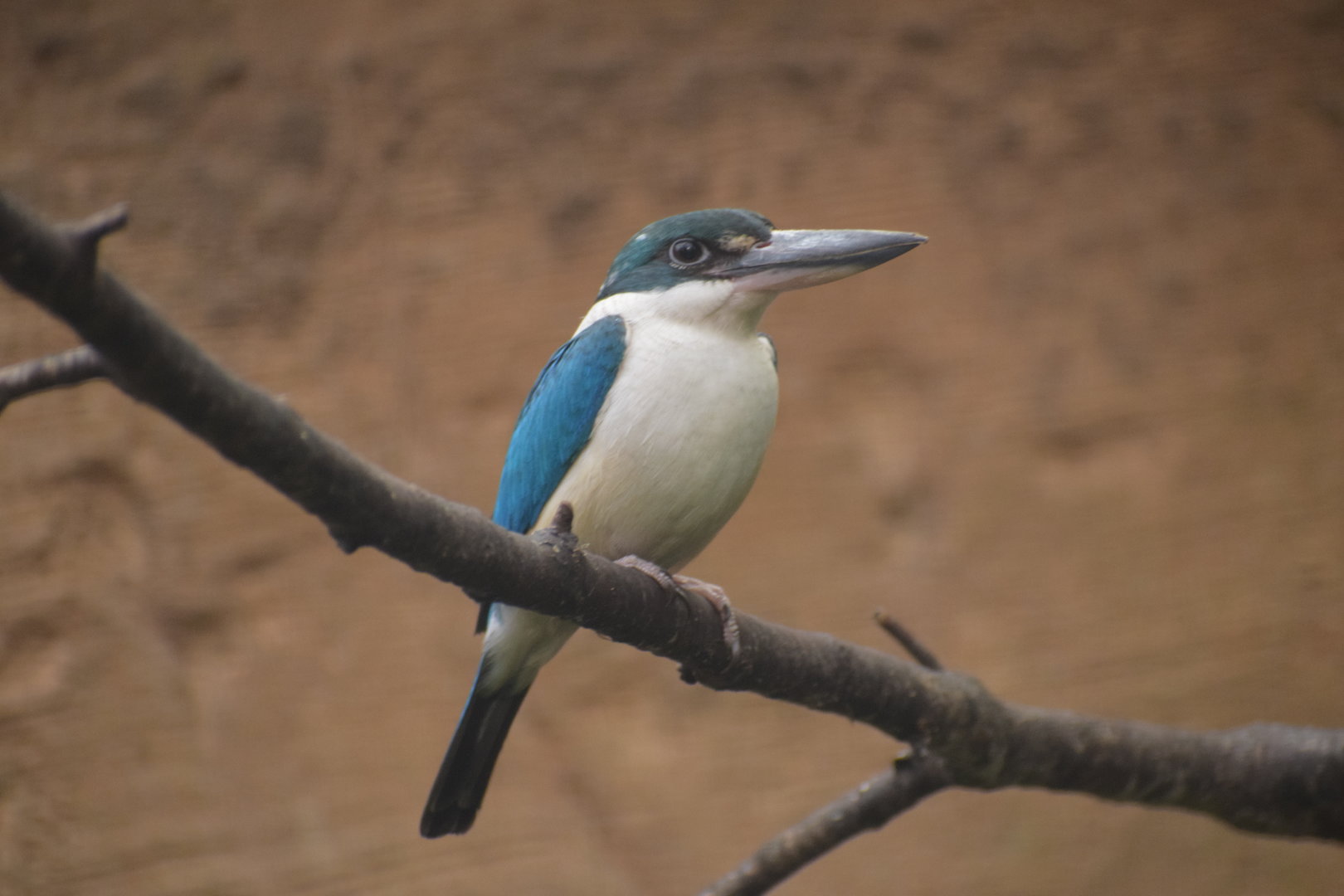 Collared kingfisher