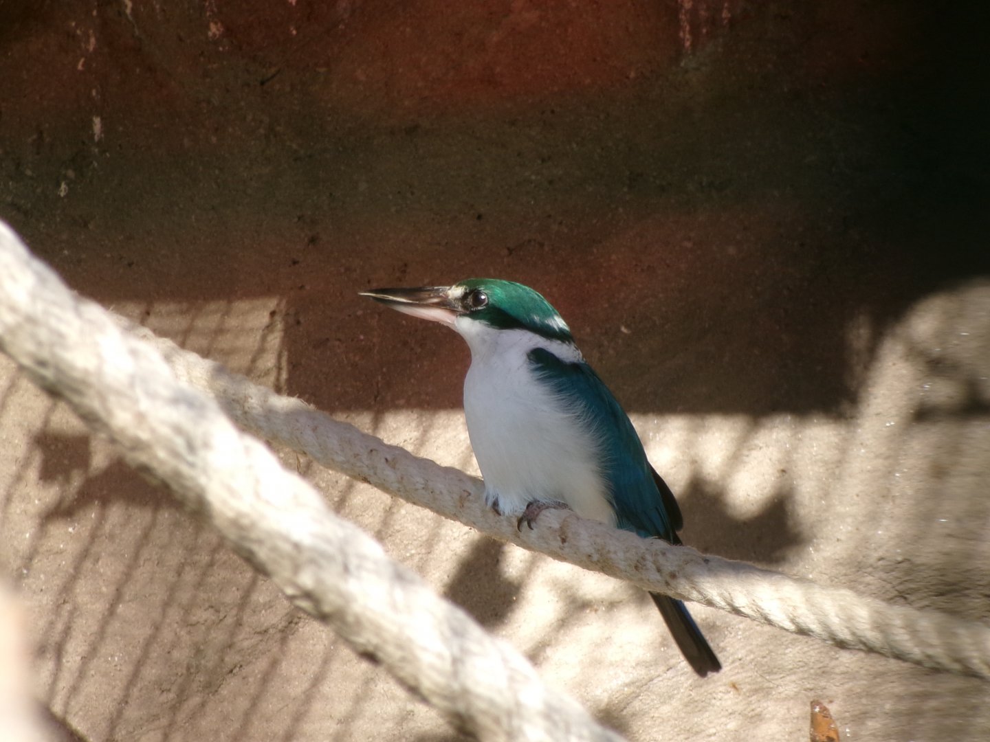 Collared kingfisher