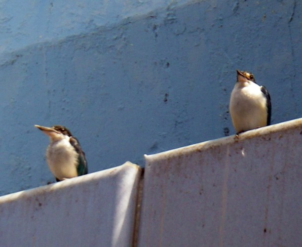 Collared Kingfishers (Halcyon chloris)