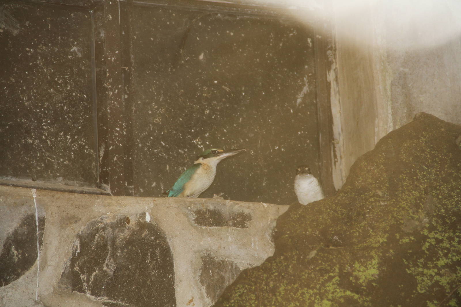 Collared Kingfishers (Todiramphus chloris)