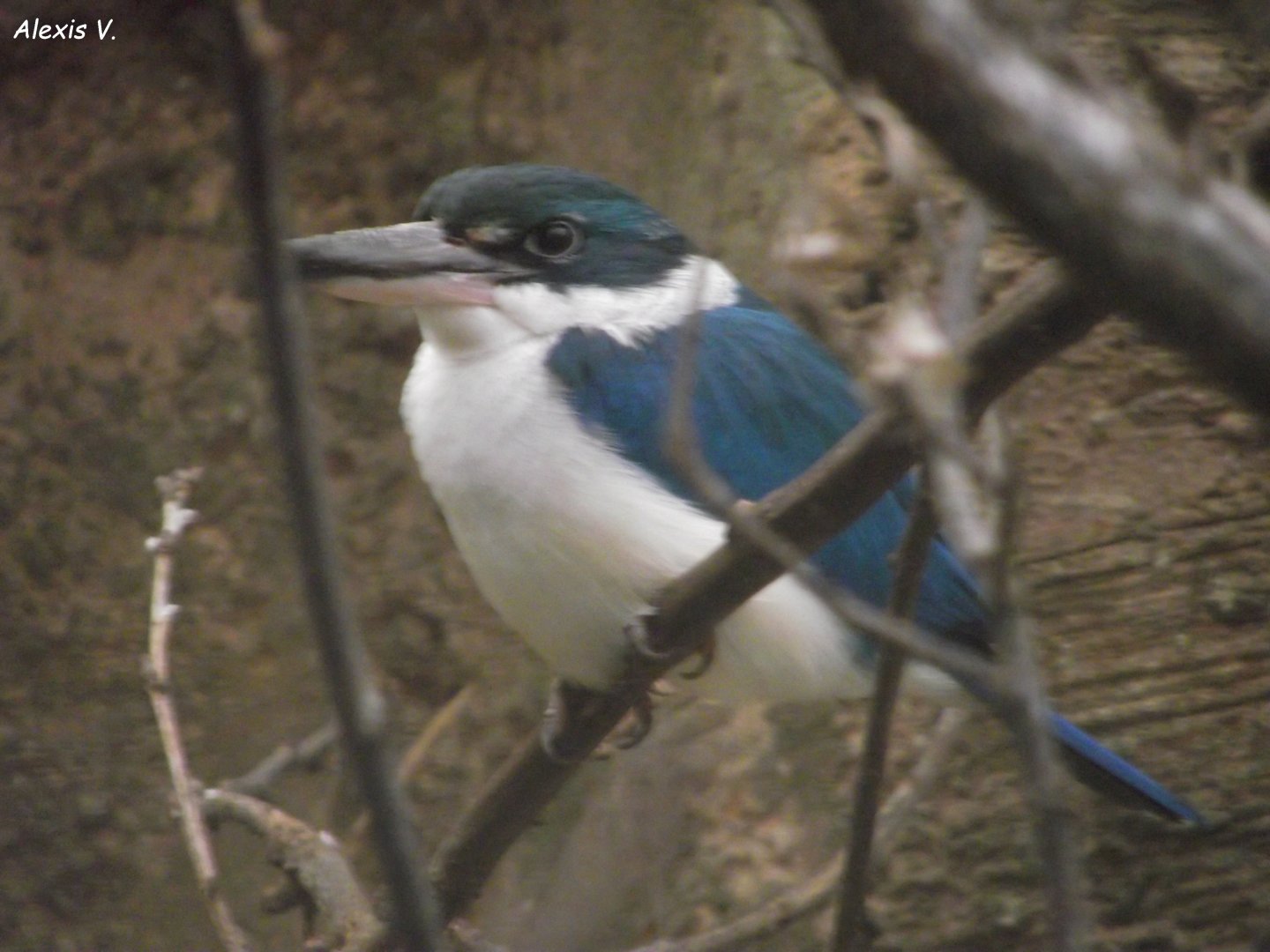 Collared Kingsfisher - Zooparc de Beauval - 12/04/2025