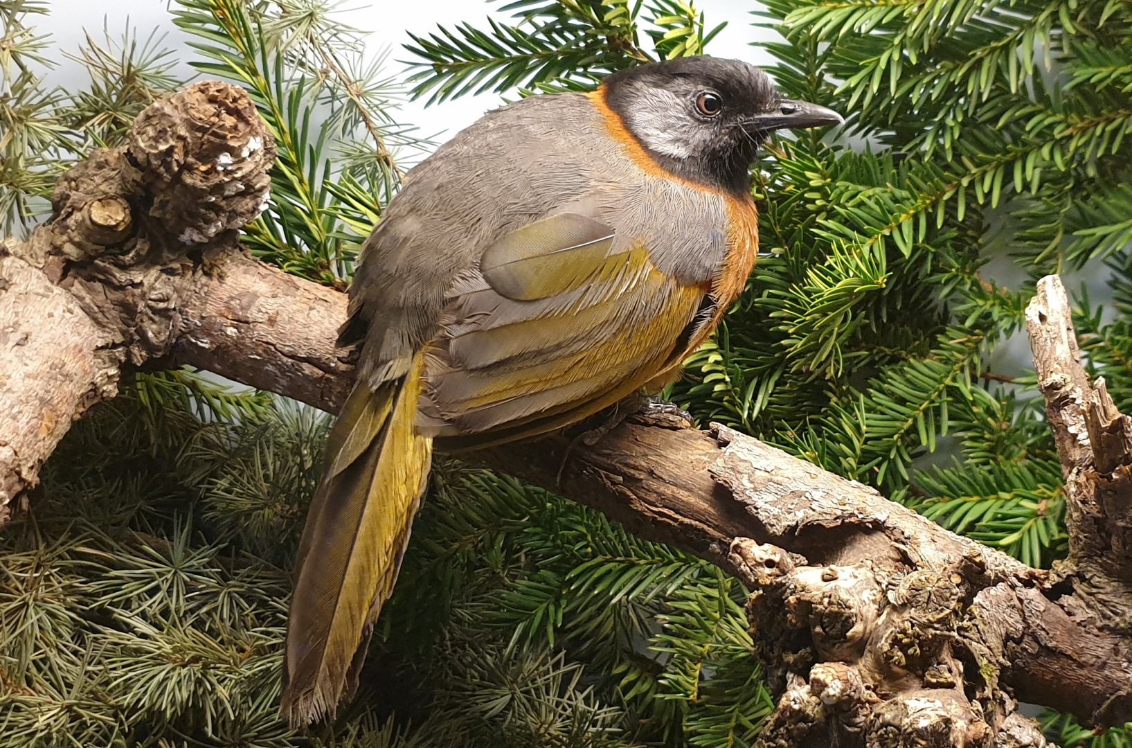 Collared laughing thrush - Trochalopteron yersini