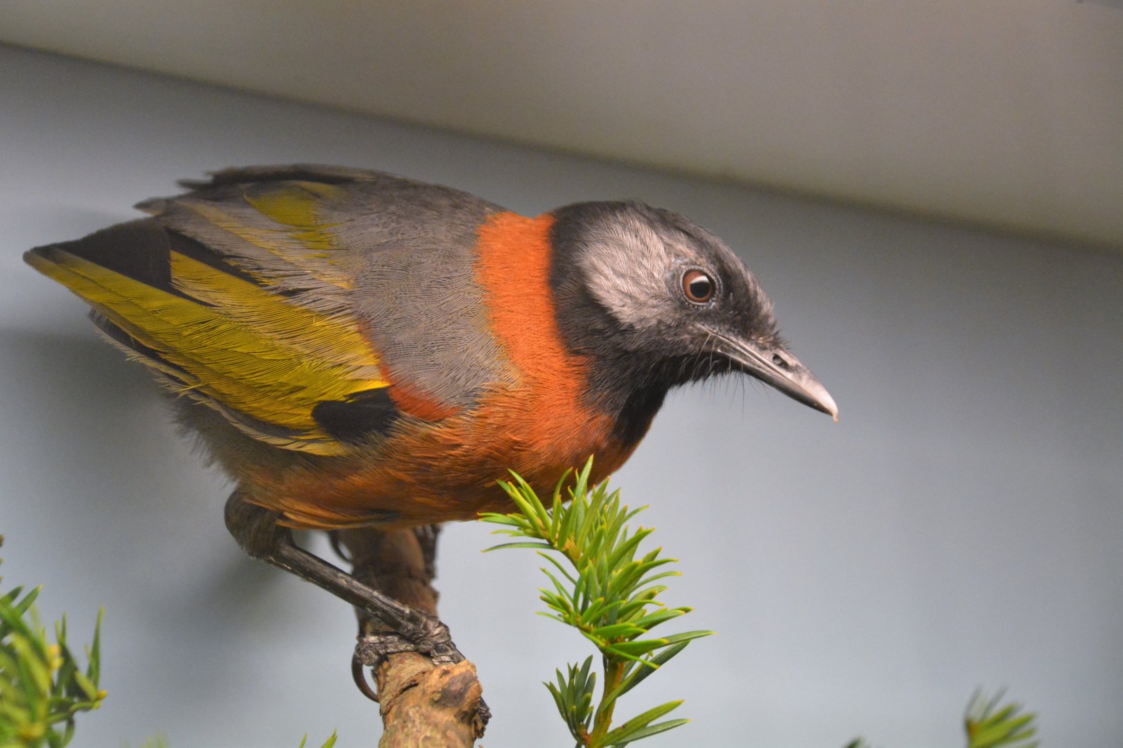 Collared laughingthrush (Trochalopteron yersini)